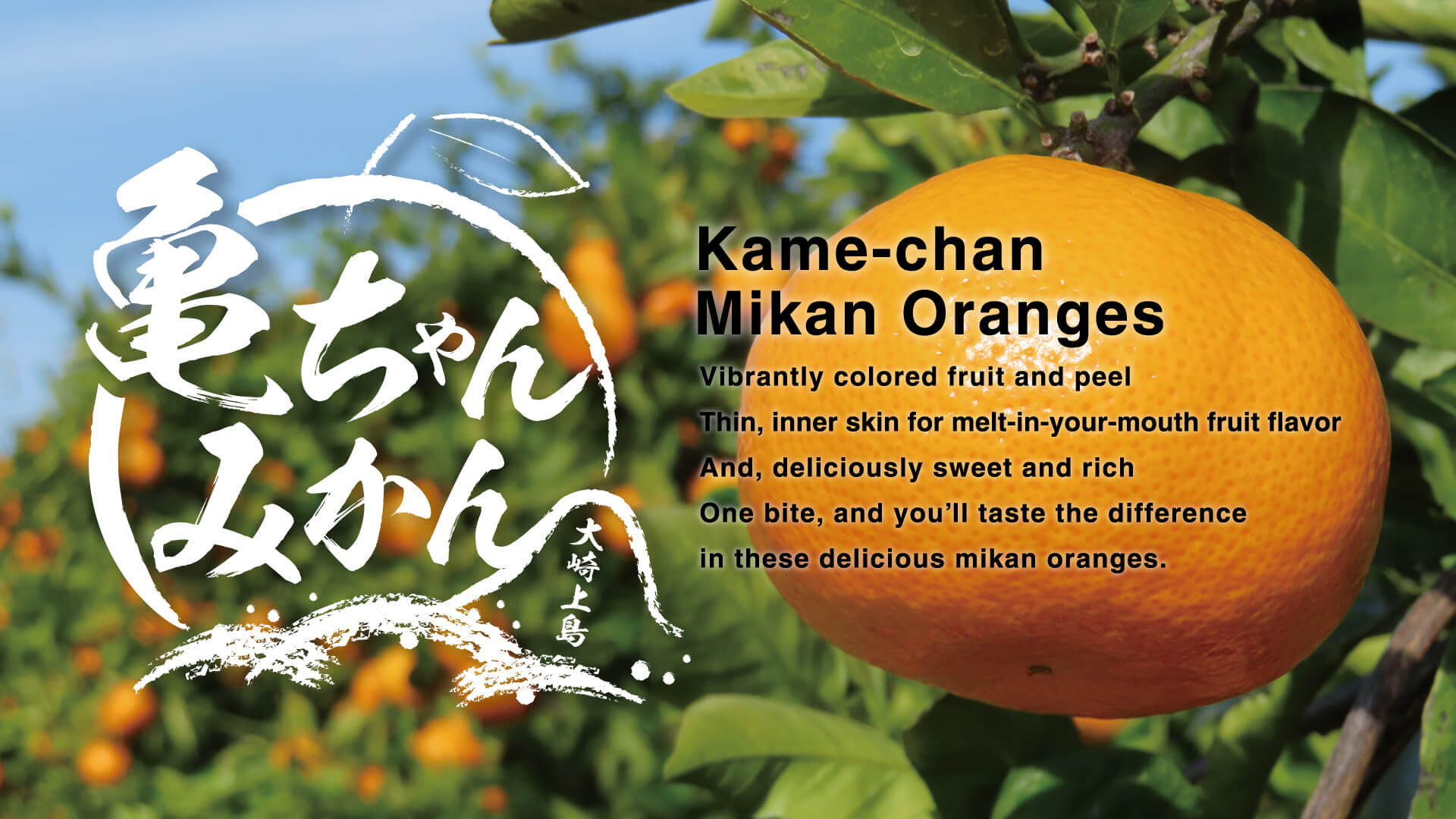 Kame-chan Mikan Oranges